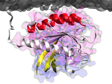 RAS Membrane Interaction